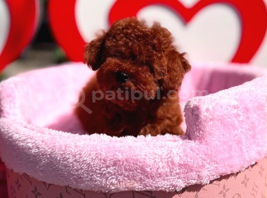 Orjinal Toy Poodle Yavrumuz görsel