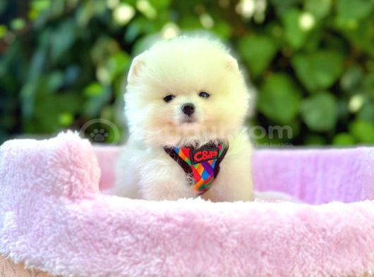 Orjinal Pomeranian Boo görsel