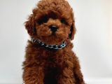 Red Brown Mini Boy Toy Poodle Yavrular