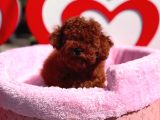 Orjinal Toy Poodle Yavrumuz