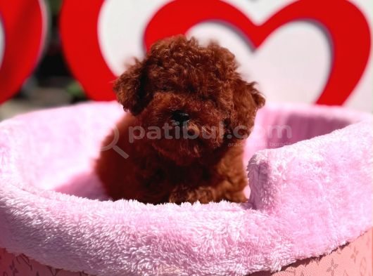 Orjinal Toy Poodle Yavrumuz