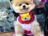 Pomerri̇an Boo Sevi̇mli̇ Yavrular