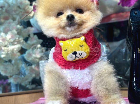 Pomerri̇an Boo Sevi̇mli̇ Yavrular görsel