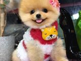 POMERRİAN BOO SEVİMLİ YAVRULAR