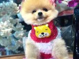POMERRİAN BOO SEVİMLİ YAVRULAR