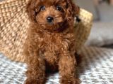 Toy Poodle Sevi̇mli̇ Yavrular Ev Üreti̇mi̇