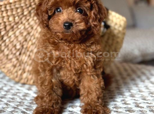 Toy Poodle Sevi̇mli̇ Yavrular Ev Üreti̇mi̇ görsel