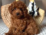 TOY POODLE SEVİMLİ YAVRULAR EV ÜRETİMİ