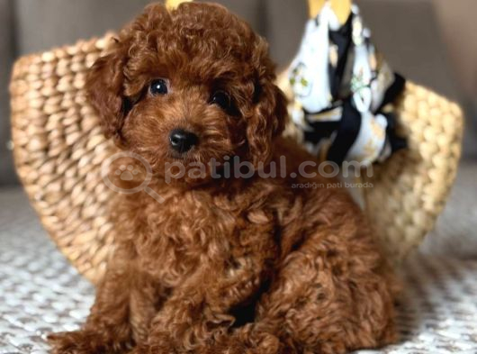 Toy Poodle Sevi̇mli̇ Yavrular Ev Üreti̇mi̇