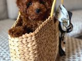 Toy Poodle Sevi̇mli̇ Yavrular Ev Üreti̇mi̇