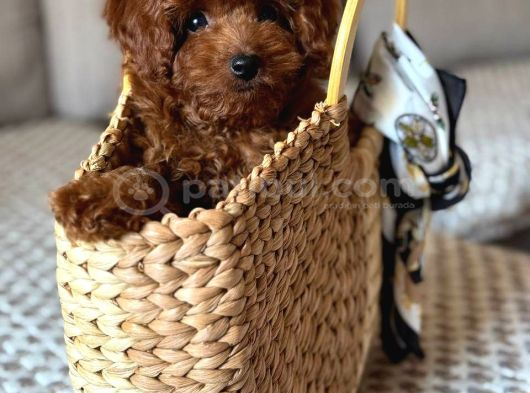 Toy Poodle Sevi̇mli̇ Yavrular Ev Üreti̇mi̇ görsel
