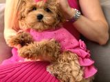 Malti̇poo Ci̇nsi̇ Yavrular Ev Üreti̇mi̇