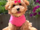 MALTİPOO CİNSİ YAVRULAR EV ÜRETİMİ