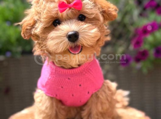 Malti̇poo Ci̇nsi̇ Yavrular Ev Üreti̇mi̇