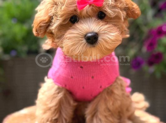 Malti̇poo Ci̇nsi̇ Yavrular Ev Üreti̇mi̇ görsel