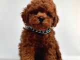 Red Brown Mini Boy Toy Poodle Yavrular