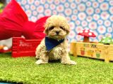 Mini Maltipoo Büyümeyecek Bebekler
