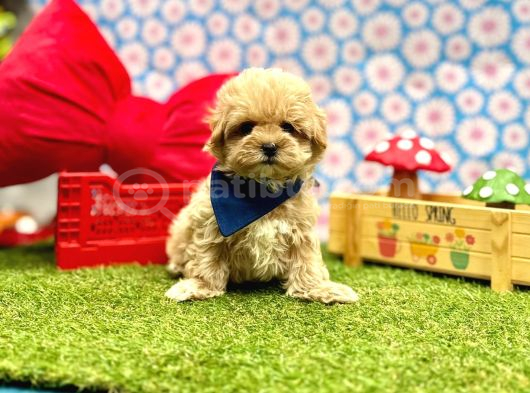 Mini Maltipoo Büyümeyecek Bebekler görsel
