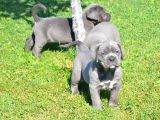 PREMİUM CANE CORSO YAVRULARI