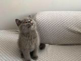 Aşırı Oyuncu Çok Güzel British Shorthair Yavrumuz