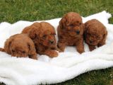 Teddy Kore Poodle Yavrulari