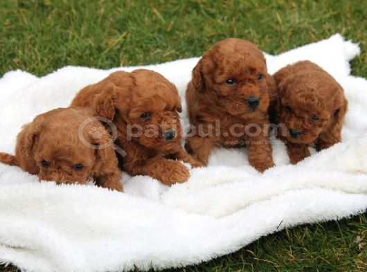Teddy Kore Poodle Yavrulari görsel