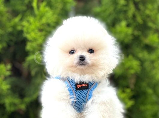 Irkının En Güzel Pomeranian Bebekleri görsel