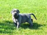 Premi̇um Cane Corso Yavrulari
