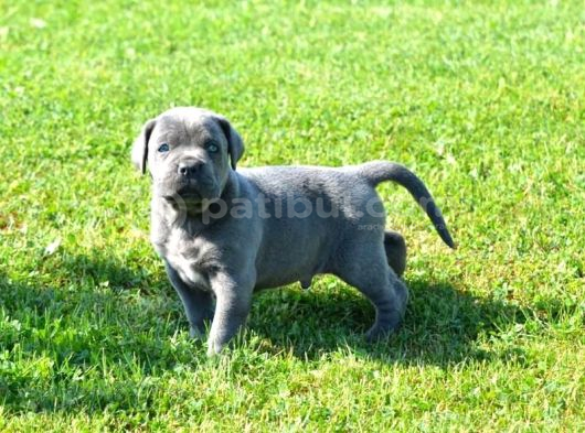 Premi̇um Cane Corso Yavrulari görsel