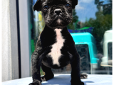 Sevimli French Bulldog Yavrusu