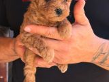Teddy Kore Poodle Yavrulari