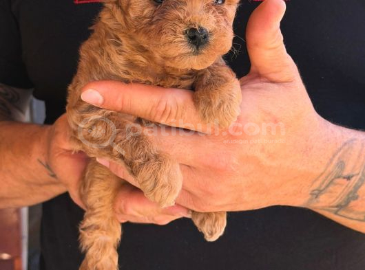 Teddy Kore Poodle Yavrulari görsel