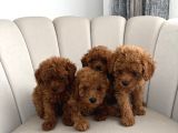 Ev Ortamında Toy Poodle