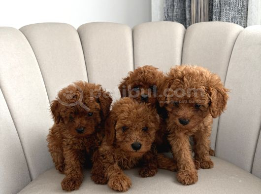 Ev Ortamında Toy Poodle görsel