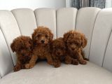 Ev ortamında toy poodle