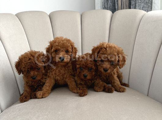Ev Ortamında Toy Poodle