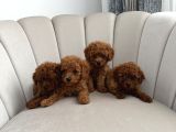 Ev Ortamında Toy Poodle