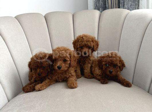 Ev Ortamında Toy Poodle görsel