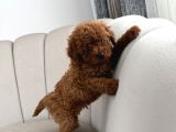 Ev Ortamında Toy Poodle