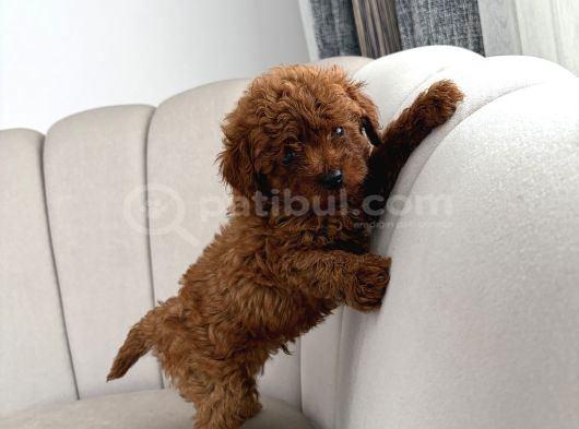 Ev Ortamında Toy Poodle görsel