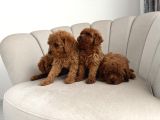 Ev Ortamında Toy Poodle
