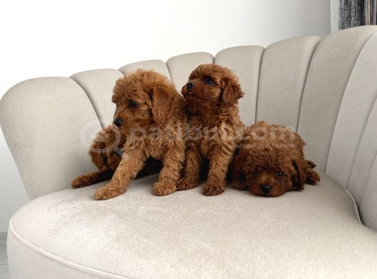 Ev Ortamında Toy Poodle görsel