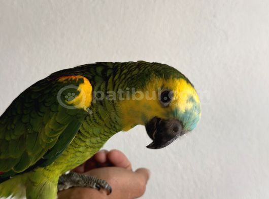 5Aylık Yavru Blue Front Amazon görsel
