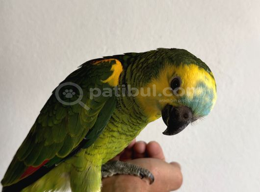 5Aylık Yavru Blue Front Amazon görsel