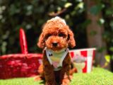 Orjinal Toy Poodle Yavrularımız