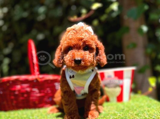 Orjinal Toy Poodle Yavrularımız görsel