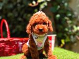 Orjinal Toy Poodle Yavrularımız