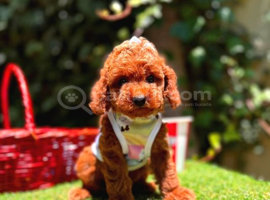 Orjinal Toy Poodle Yavrularımız