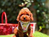 Orjinal Toy Poodle Yavrularımız