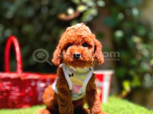 Orjinal Toy Poodle Yavrularımız görsel
